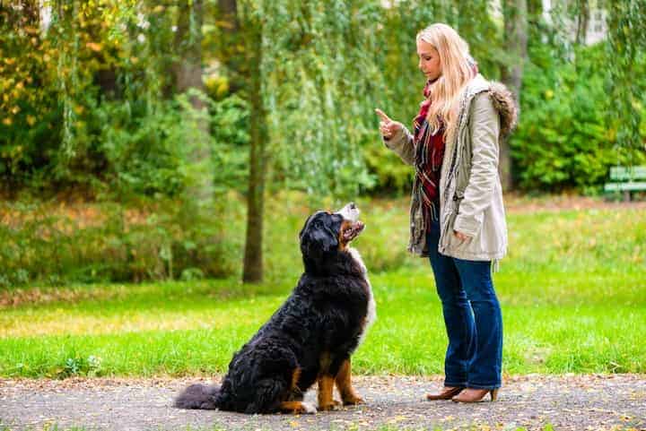 Photo of Woman Training Bernese Mountain Dog Min