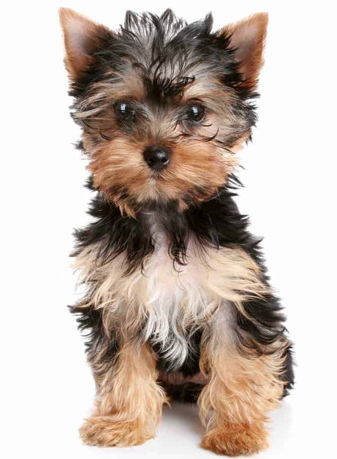 how does a yorkshire terrier puppies grow