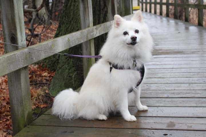 Photo of American Eskimo Dog On Leash Sitting Outdoor