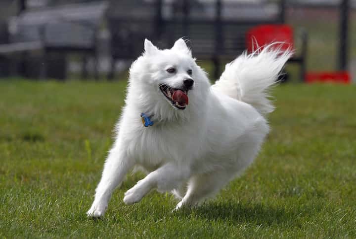 Photo of American Eskimo Dog Playing In Park