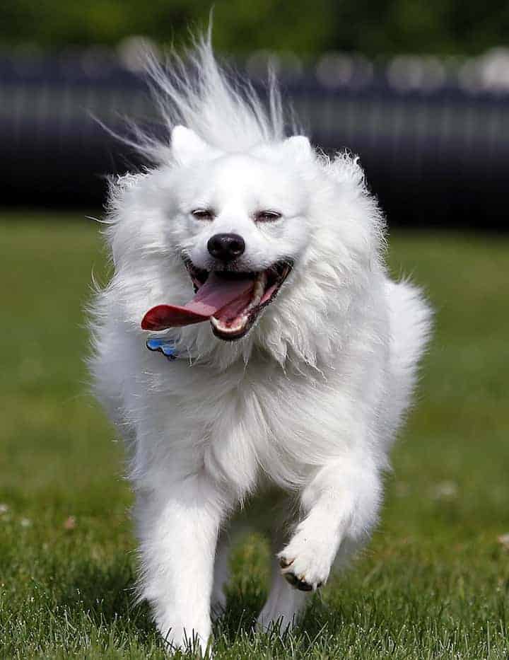 Photo of American Eskimo Dog Running In Park