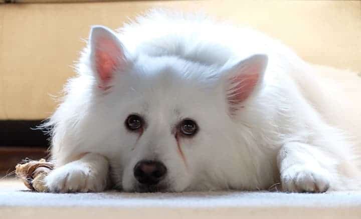 Photo of American Eskimo Dog Sad Lying Down