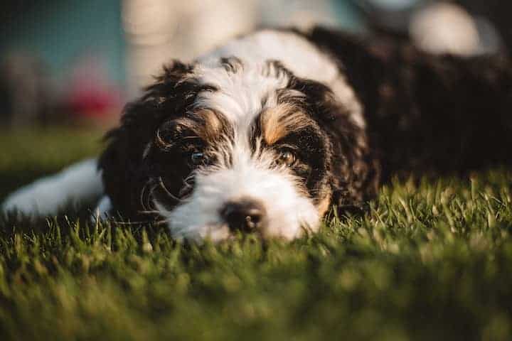 Photo of Aussiedoodle Lying In Grass Min