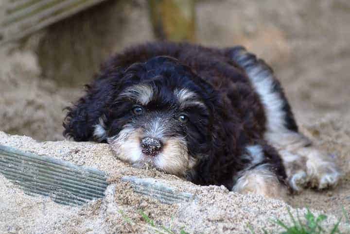 Photo of Aussiedoodle Lying In Sand Min