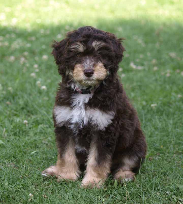 Photo of Aussiedoodle Sitting On Lawn Min
