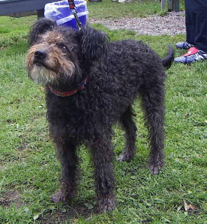 Photo of Pumi Dog Standing In Park