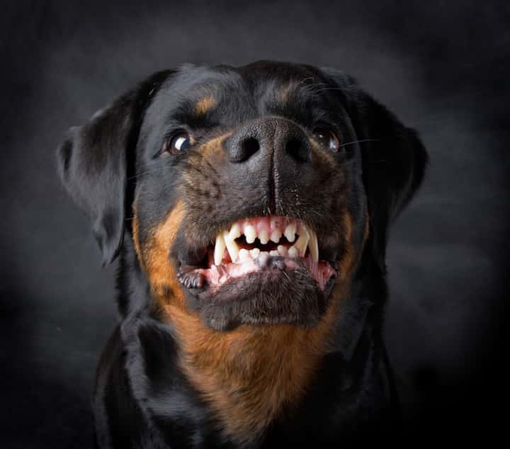 Photo of Aggressive Dangerous Looking Rottweiler