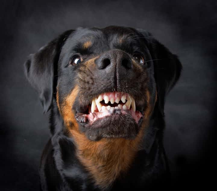 are dogs naturally aggressive