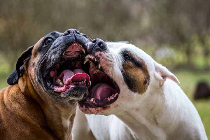 Photo of Aggressive Pitbulls Fighting