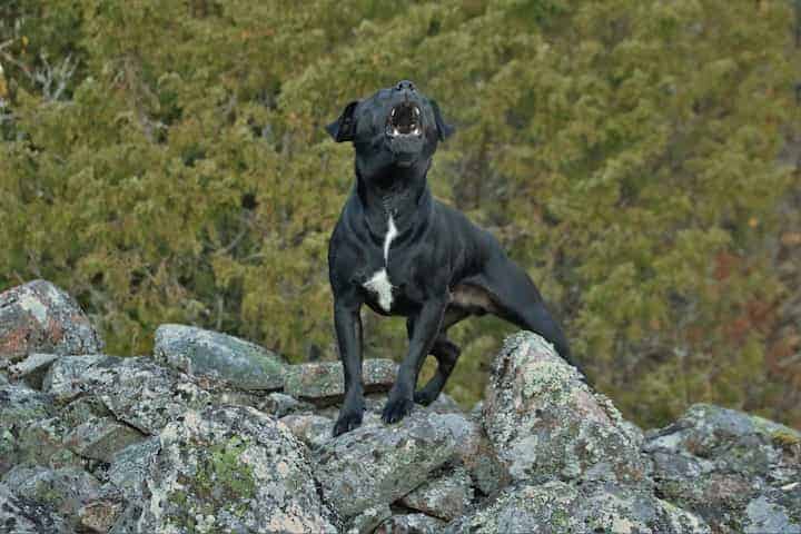 Photo of Black Patterdale Terrier Barking From Hilltop Min