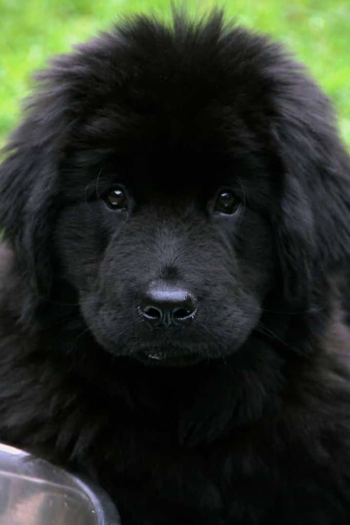 Photo of Black Tibetan Mastiff Puppy Min