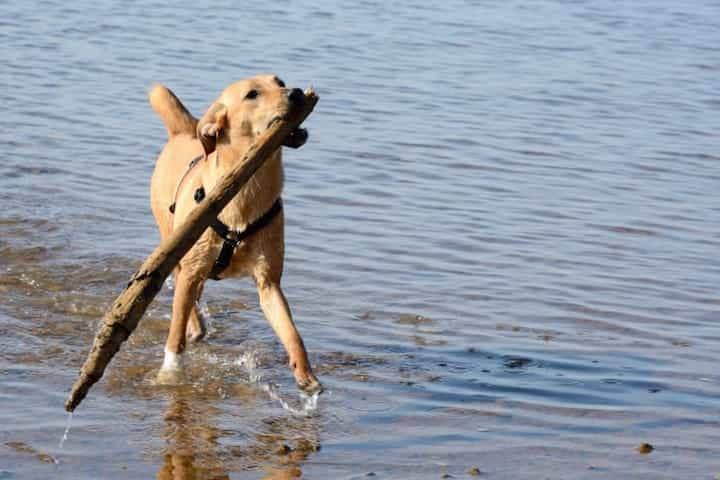 Photo of Chinook Dog Brown In Water Retrieving Stick Min