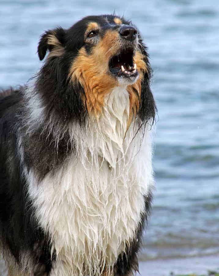 Photo of Collie Dog Barking By Water Min