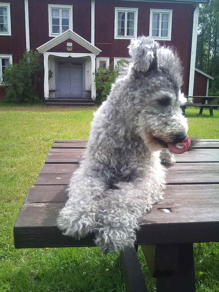 Photo of Pumi Dog On Picnic Table Tongue Stretched Out