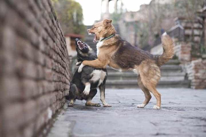 Photo of Two Dogs Fighting