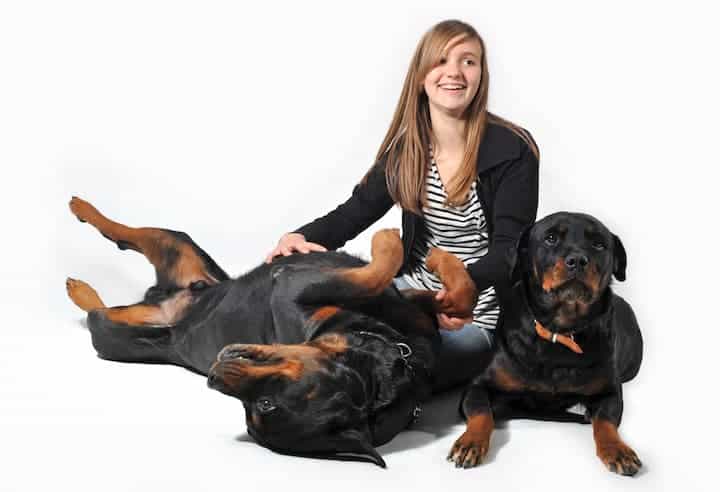 Photo of Rottweilers Girl With Two Rotts
