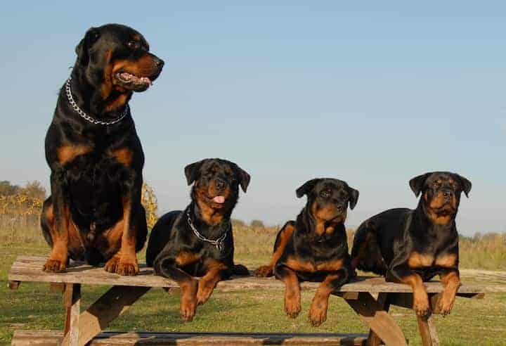 Photo of Rottweilers Outdoors On Bench