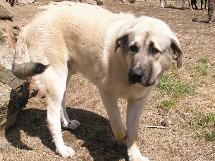 Photo of Central Asian Shepherd Outdoors Min