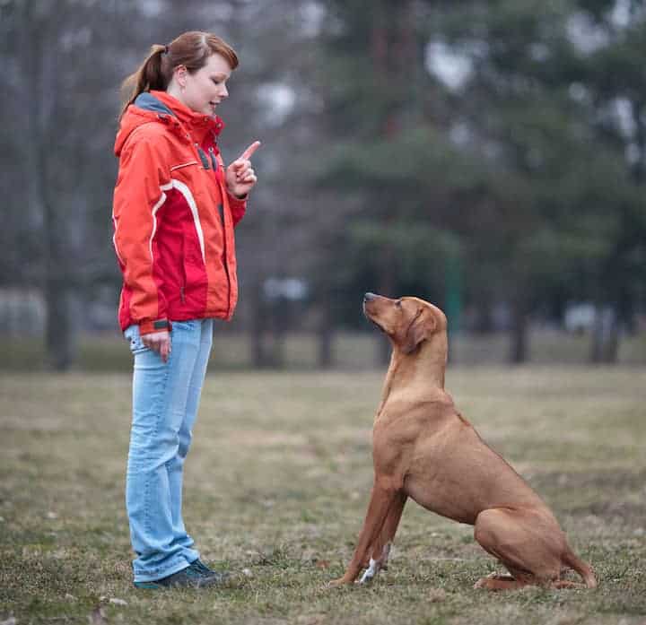 Photo of Rhodesian Ridgeback  With Woman Trainer Min