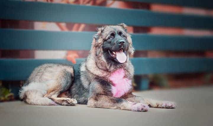 Photo of Beautiful Caucasian Mountain Dog Min