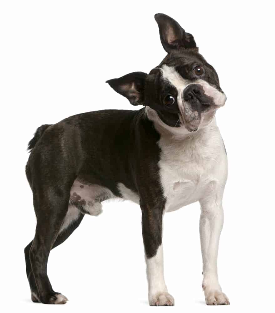 Photo of Boston Terrier  Curious Standing Min