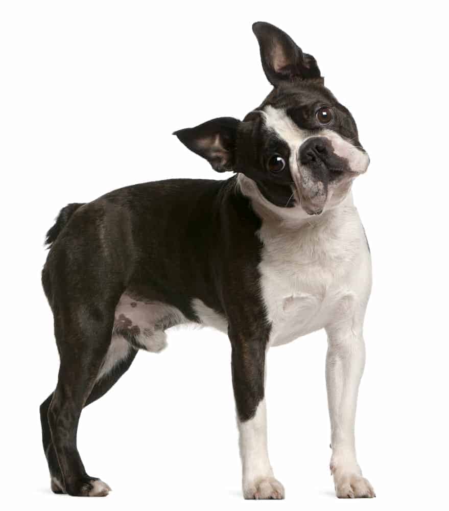 how much does it cost to adopt a boston terrier