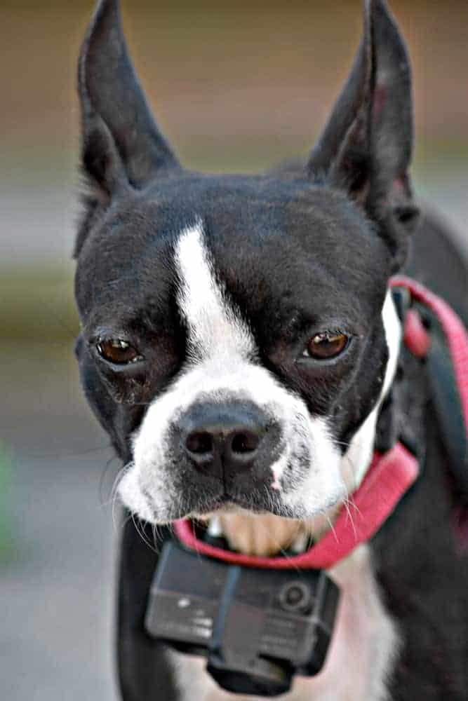 Photo of Boston Terrier  Portrait Min