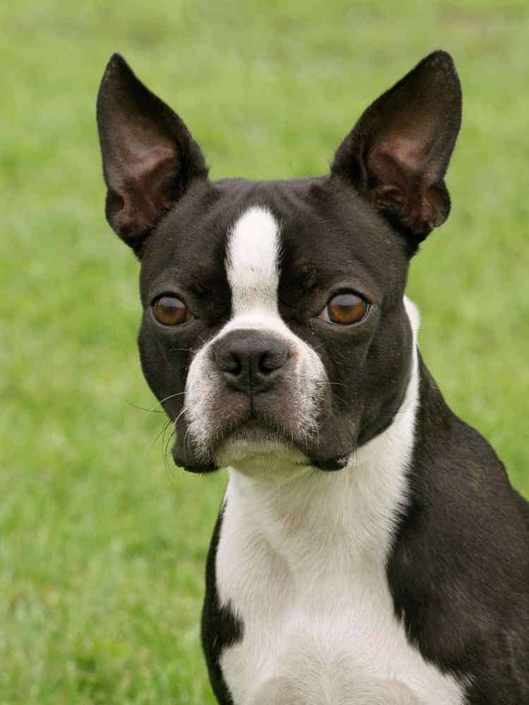 The Boston Terrier Price: Is He Really the Right Dog for You?
