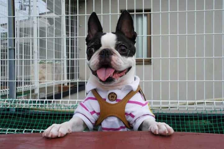 Photo of Boston Terrier  In Front Of Crate Min