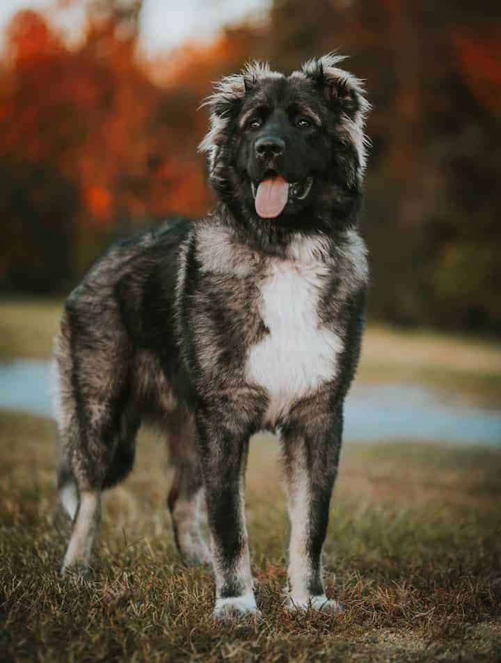 caucasian shepherd puppy