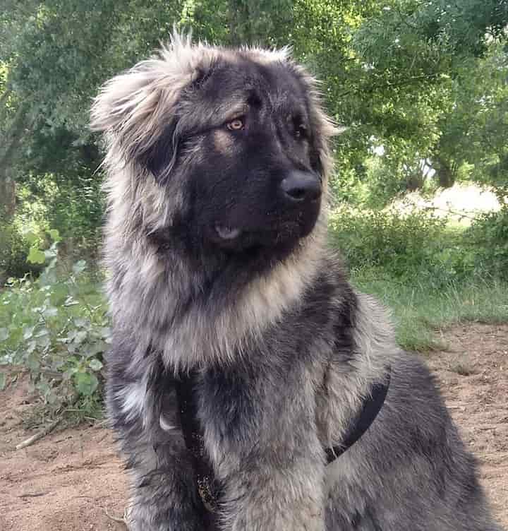 baby russian caucasian mountain dog