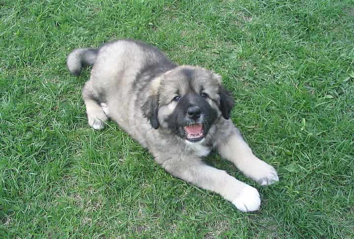 Photo of Caucasian Shepherd Dog Puppy Min