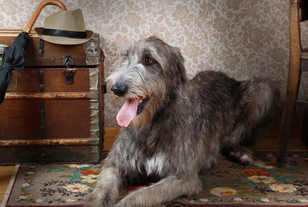 Photo of Happy Irish Wolfhound Lying In Bedroom
