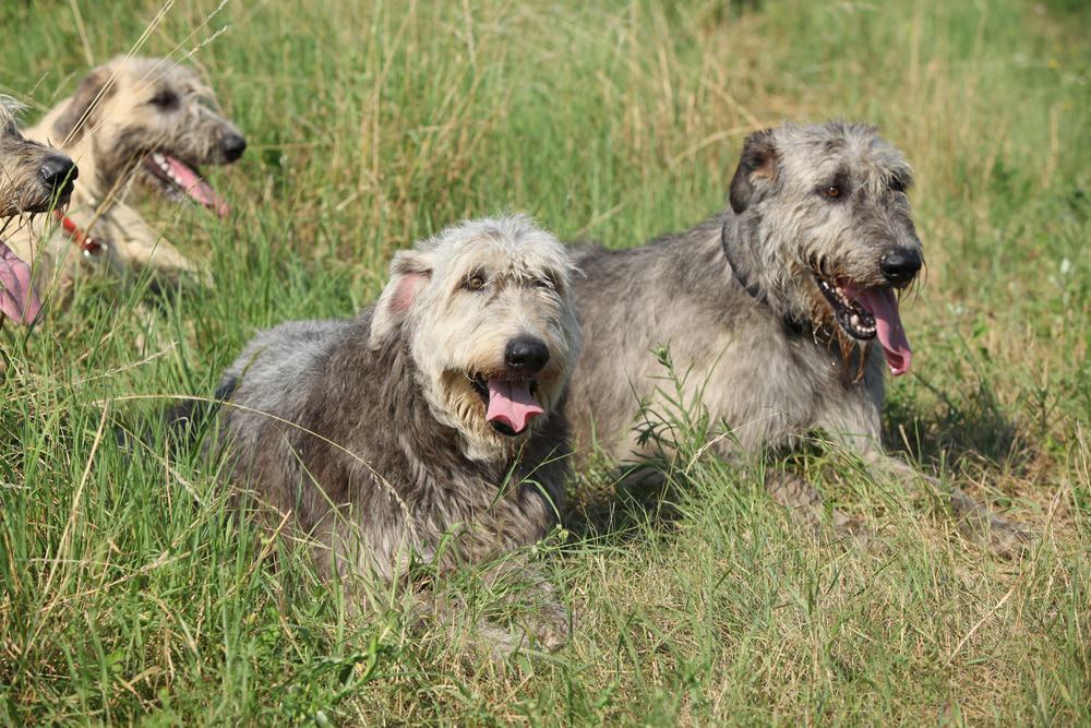 Photo of Irish Wolfhounds In Field