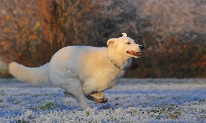 Photo of Kuvasz Dog Sprinting