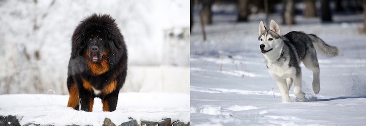 Photo of Tibetan Mastiff Husky