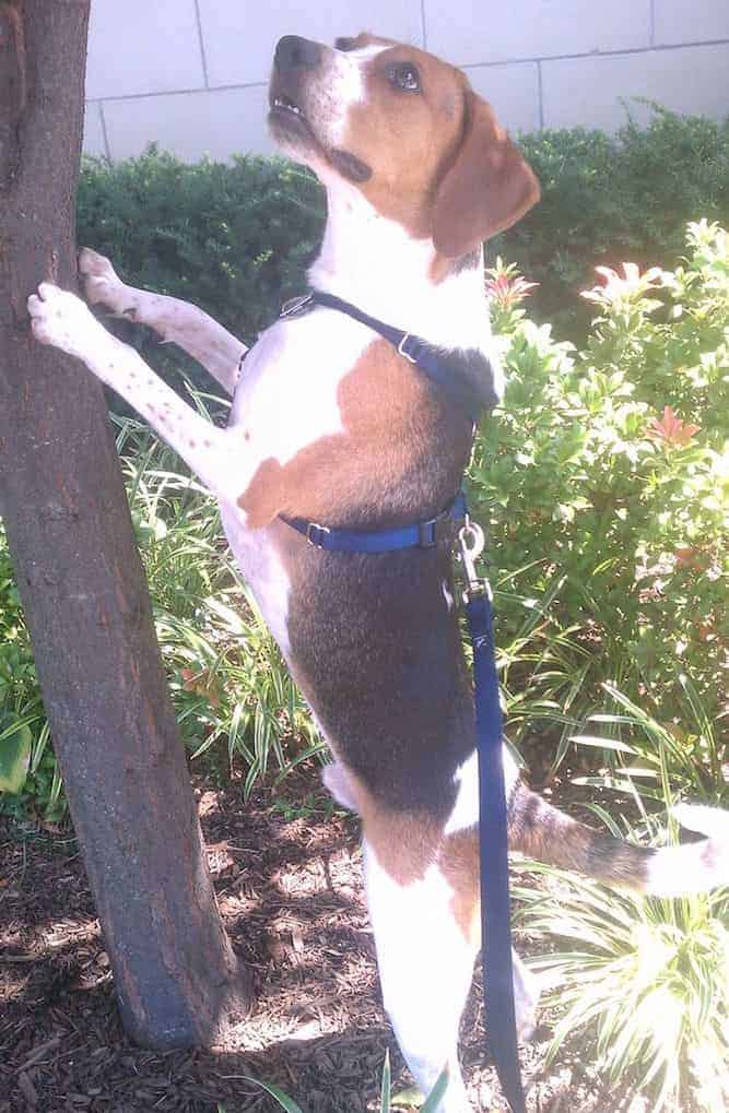 Photo of Treeing Walker Coonhound Perched On Tree Min