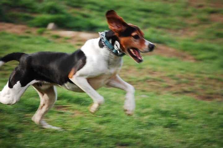 Photo of Treeing Walker Coonhound Running