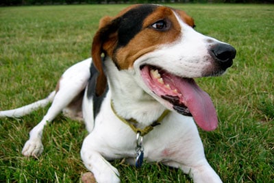 Photo of Treeing Walker Coonhound Lying On Lawn