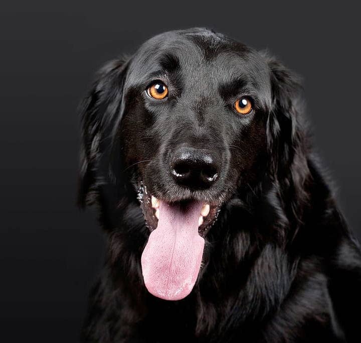 Photo of Black Hovawart Dog Headshot Min