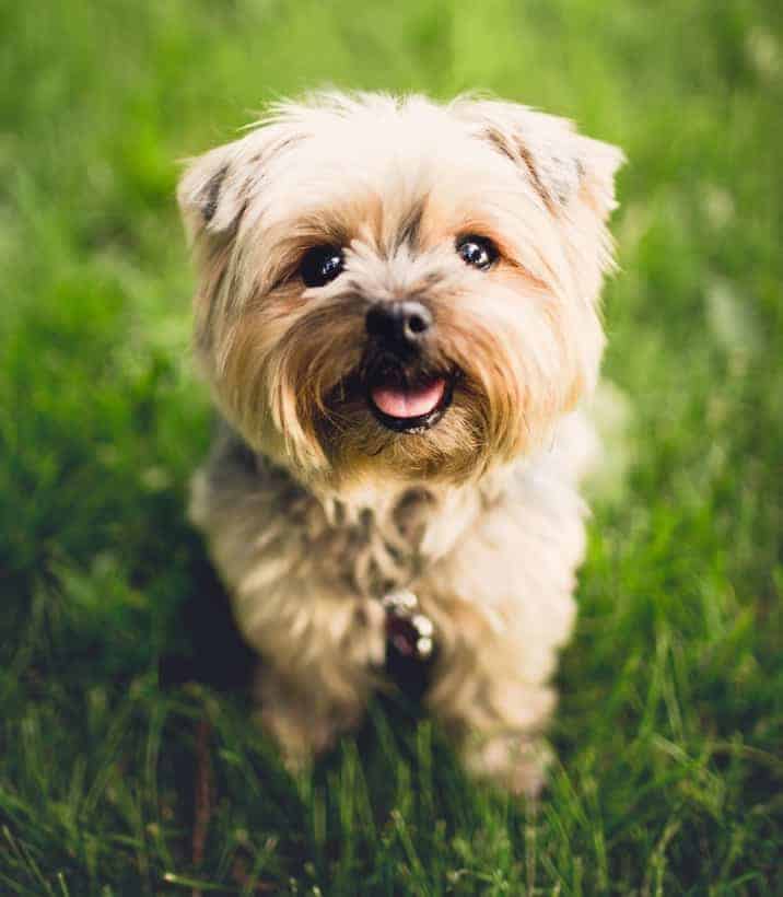 Photo of Cairn Bichon Firse Mix Min