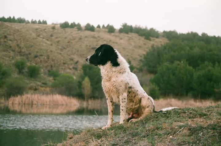 Photo of Caucasian Shepherd Black White By Pond Min