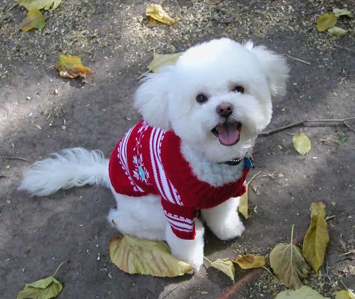 Photo of Happy Bichon Poodle Mix Min