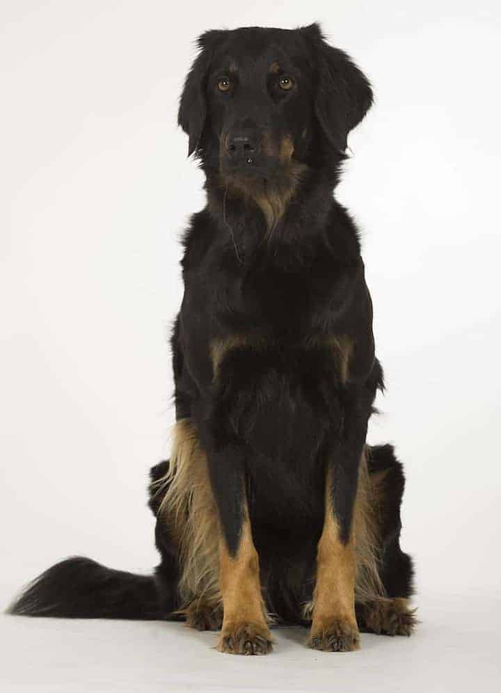 Photo of Hovawart Dog Black Sitting Min