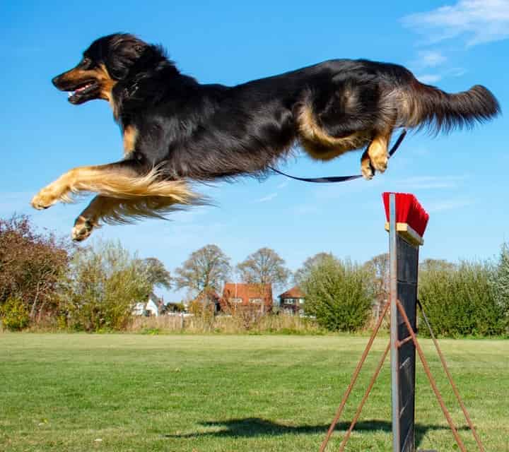 Photo of Hovawart Jumping Dog Agility Min