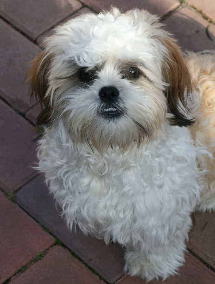 mixed breed shih tzu and bichon