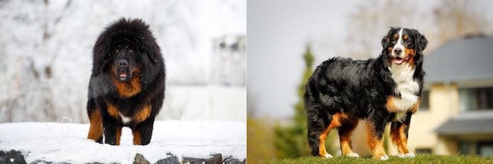 Photo of Tebetan Mastiff Bernese Mountain Dog
