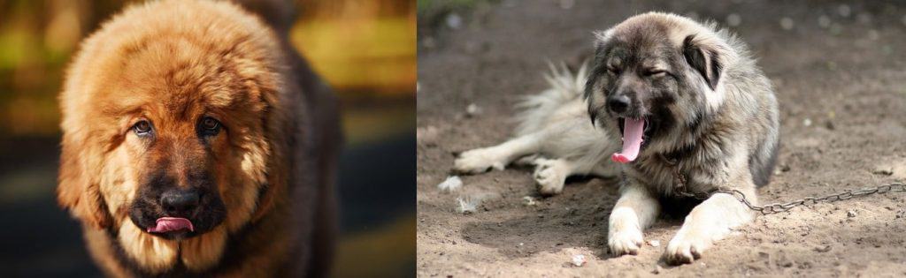 Photo of Tibetan Mastiff Caucasian Shepherd Min