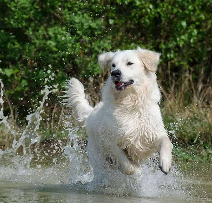 Photo of White Hovawart Dog Running In Water Min