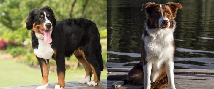 The Bernese Mountain Dog Border Collie Mix: The Beautiful